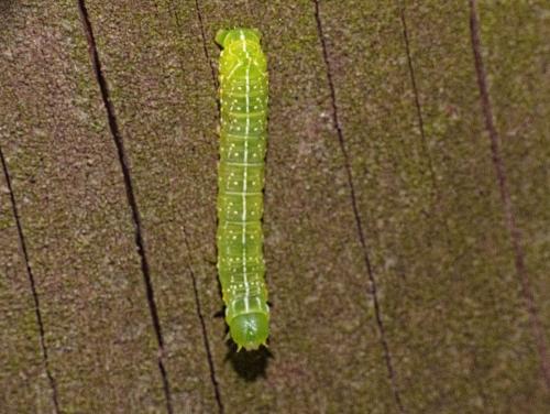 Amphipyra pyramidea